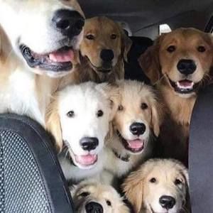 Meet your Posher, Manuel